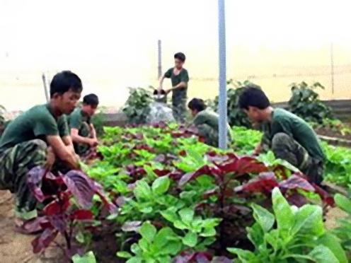 Mở hướng giải quyết tình trạng khan hiếm rau xanh trên đảo Phú Quý
